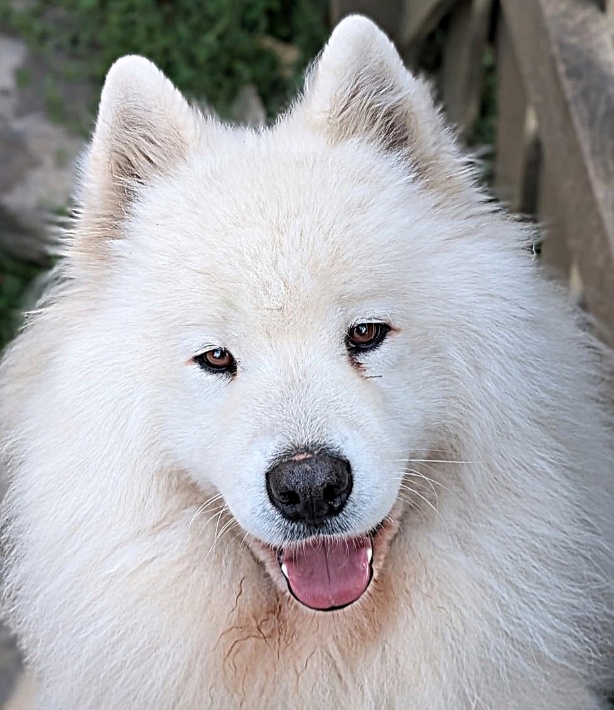 Koda — Le beau gosse Portrait de Koda, samoyède de la meute des Sams des Neiges de Beldina