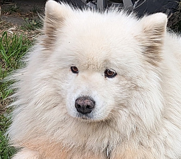 Laskae — La Comtesse Portrait de Laskae, samoyède de la meute des Sams des Neiges de Beldina