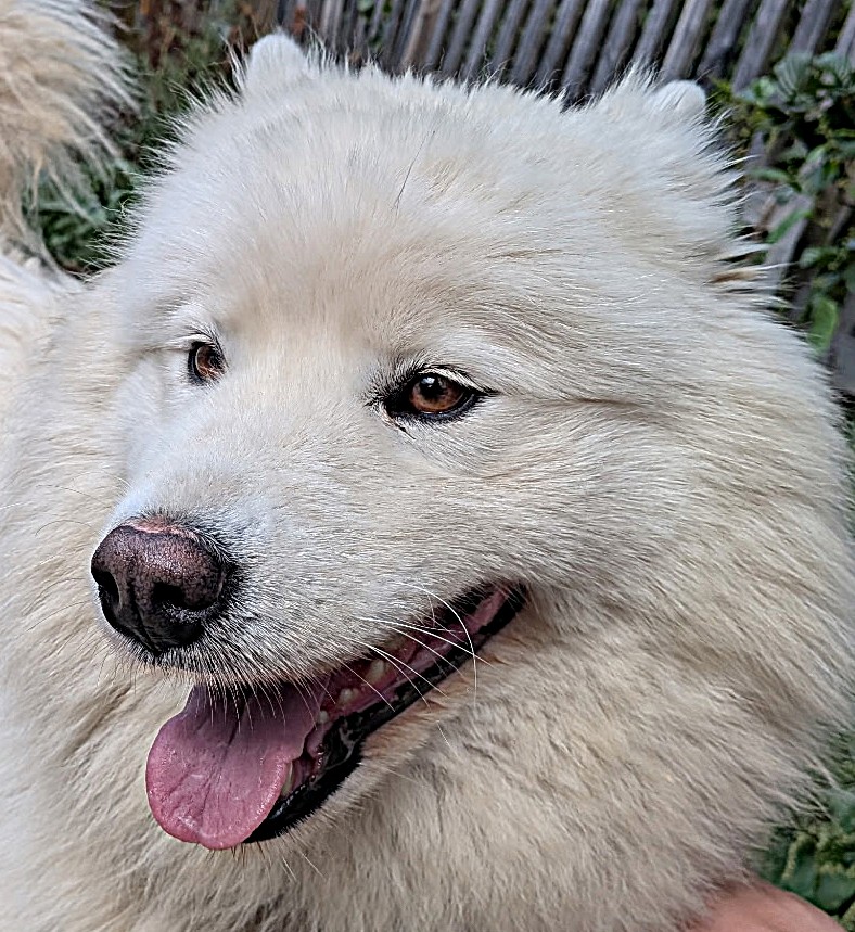 Nala — La crème Portrait de Nala, samoyède de la meute des Sams des Neiges de Beldina