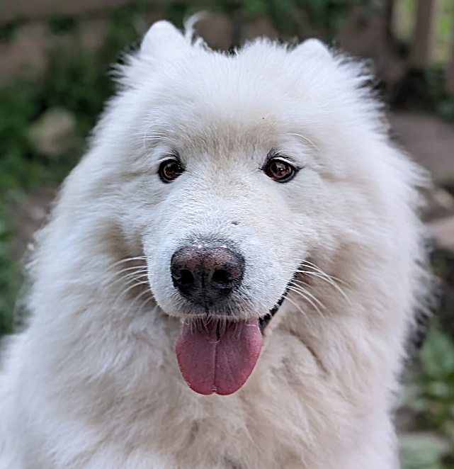 Rox — L’hyperactif Portrait de Rox, samoyède de la meute des Sams des Neiges de Beldina