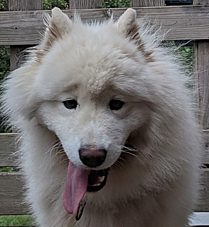 Wapi — La chipie Portrait de Wapi, samoyède de la meute des Sams des Neiges de Beldina