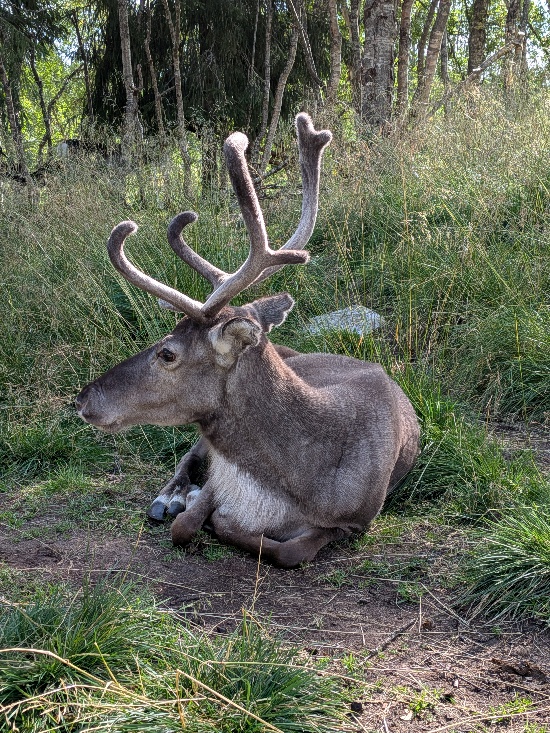 Renne couché au bord de la forêt