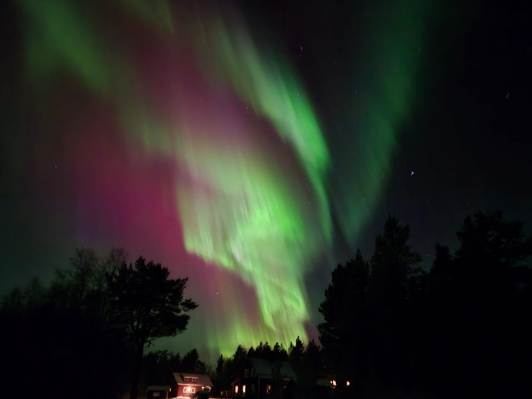 Aurore boréale verte et rose au-dessus des silhouettes des arbres
