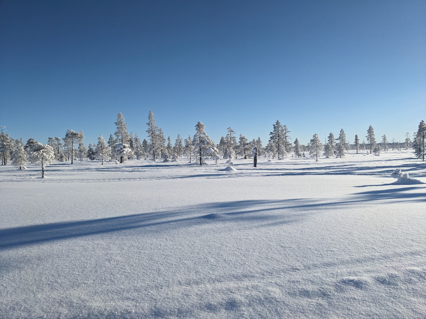 Paysage enneigé et forêt autour du camp nordique de Sorkmyren