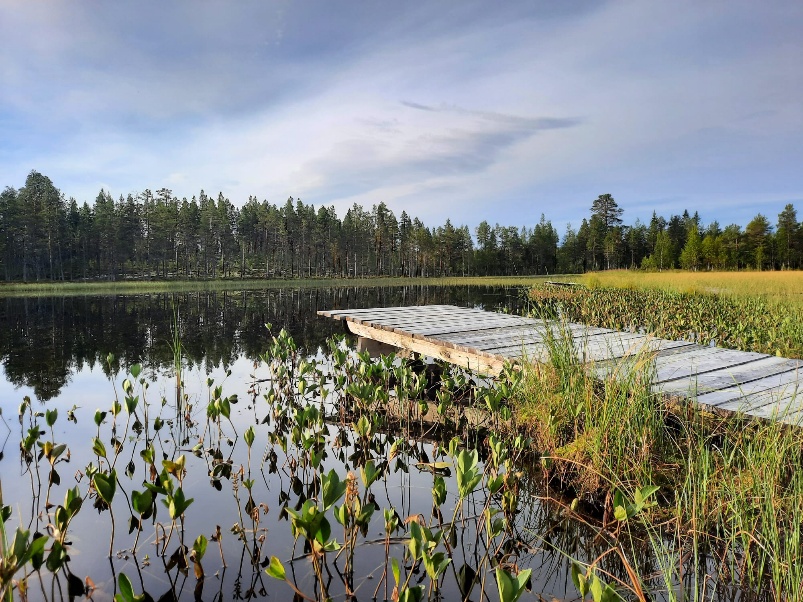 Ponton au milieu des plantes aquatiques, face à la forêt