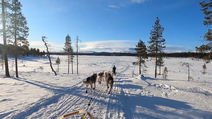 Attelage de chiens de traîneau sur une piste enneigée entre les arbres